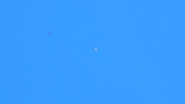 Голуби хоминг 2км 33 штуки смотреть онлайн