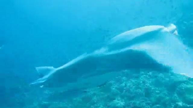 Manta Ray encounter Maldives Vilamendhoo смотреть онлайн