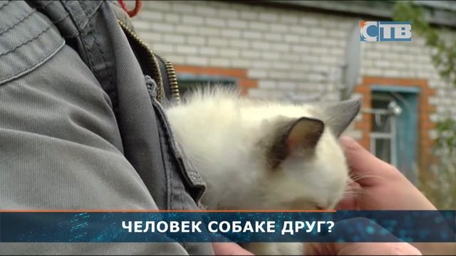 07.09.2023 Собака бывает кусачей только от жизни собачьей смотреть онлайн