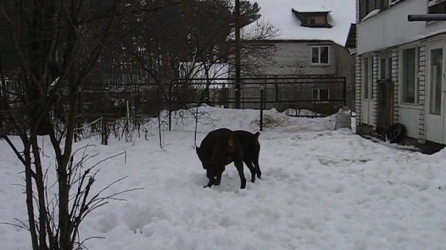 Дан смотреть онлайн