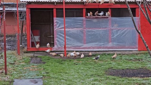 Какой он достойный голубь? смотреть онлайн