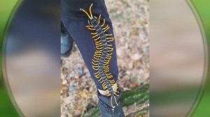 Объёмное бисероплетение / Сколопендра из бисера / Насекомые из бисера /  Ручная работа /