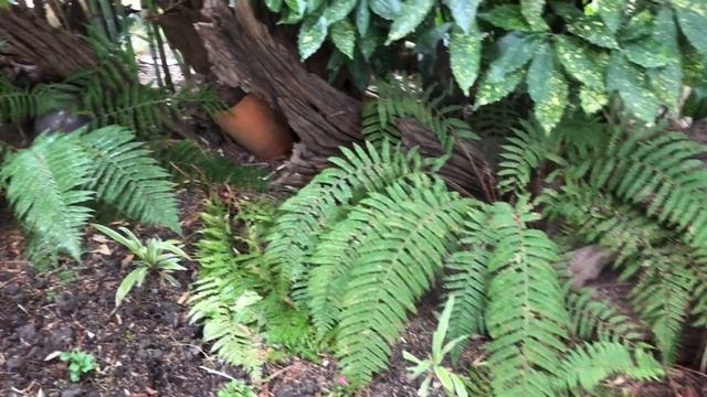 НЕВЕРОЯТНО КРАСИВЫЕ РАСТЕНИЯ! Прогулка в Сочи. 14.03.2024. смотреть онлайн