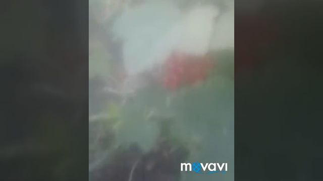 Ягодный микс. смотреть онлайн