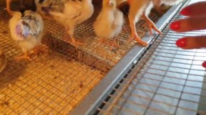 Расклёв у цыплят. Как бороться?