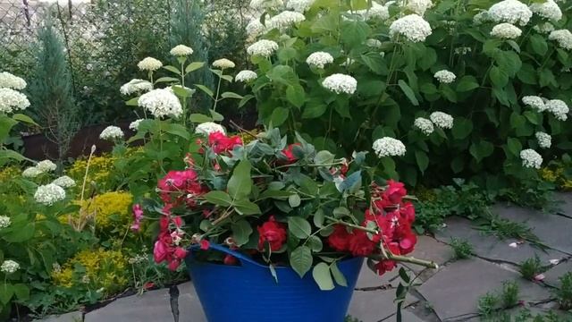 Очень нужные вещи в саду.