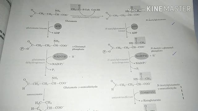 Biosynthesis of amino acids смотреть онлайн