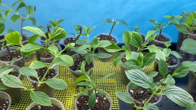 История размножения одревесневшим черенком метельчатой гортензии продолжается смотреть онлайн