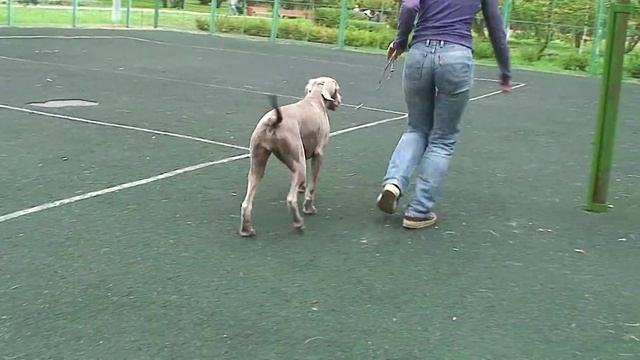 Weimaraner Goldie