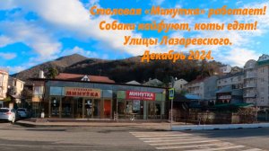 Столовая «Минутка» работает! Собаки кайфуют, коты едят!  Лазаревское , декабрь 2024.
