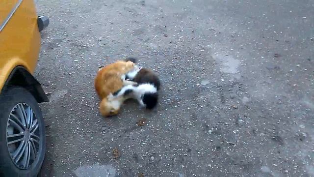Рыжий кот дал достойный отпор агрессору. смотреть онлайн