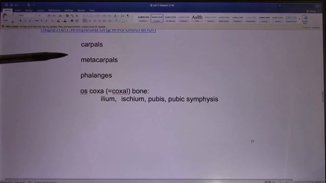 ACC Biol2401 API Lab11 Skeletal2 Instructions смотреть онлайн