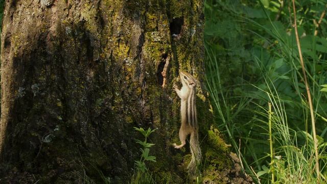 MASSA Feat. MUBINLOLO - O'lov BURUNDUQLAR (Official Music Video) Remix By DJ.PANDA #massa