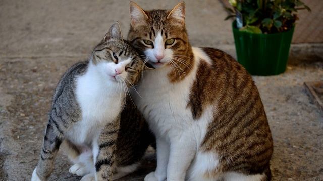Звуки кот зовет кошку. Sounds Of A Cat Calling A Cat. Geräusche Einer Katze, Die Eine Katze Ruft.