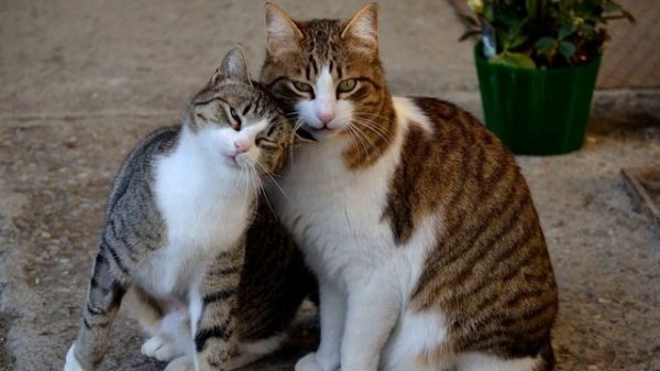 Звуки кот зовет кошку. Sounds of a cat calling a cat. Geräusche einer Katze, die eine Katze ruft.