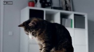 СЕКРЕТ КОТА БОРИСА