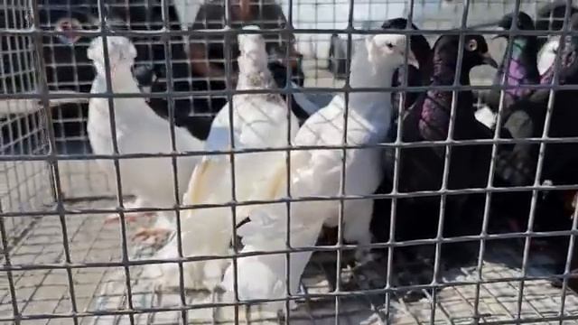 Голуби цены Птичий рынок г Прохладный смотреть онлайн