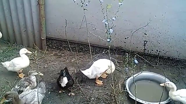 Утки белые 1,5 месяца! смотреть онлайн