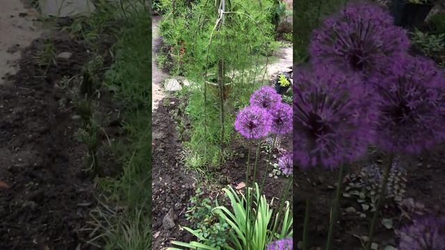 КАРАГАНА ПЕНДУЛА НА ШТАМБЕ. Неприхотливая альтернатива лиственнице. #сад #цветники #клумбы смотреть онлайн