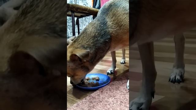 той- терьер кушает корм) смотреть онлайн