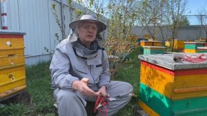 ПЧЁЛЫ КОТОРЫЕ НЕ БОЛЕЮТ, КЛЕЩ ВАРРОА, ТРОПИЛЕЛАПСОЗ, ТРАХЕЙНЫЙ КЛЕЩ, ВИРУСЫ