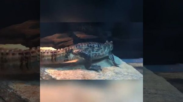 Крокодиловый кайман