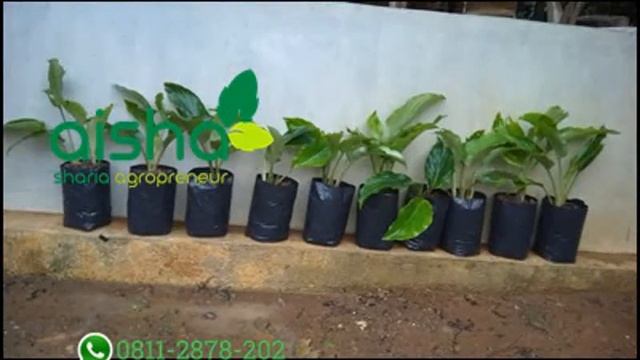 Hub 0811 2878 202, beli bibit kunyit hitam, cari bibit kunyit hitam, jual benih kunyit hitam смотреть онлайн