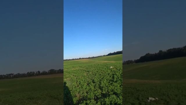 Springer spaniel hunting смотреть онлайн