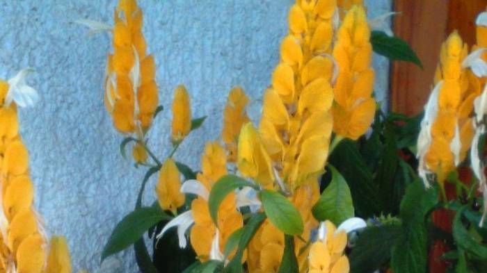 ПАХИСТАХИС -как обновить для лучшего цветения.