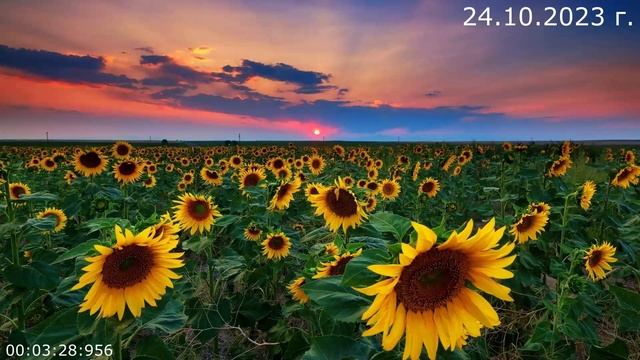 802 Исполнение Веры 24.10.2023 г смотреть онлайн