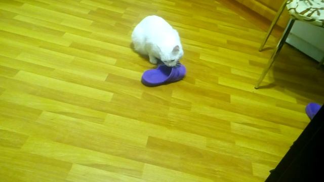 Кот грызёт тапок часть 2 смотреть онлайн