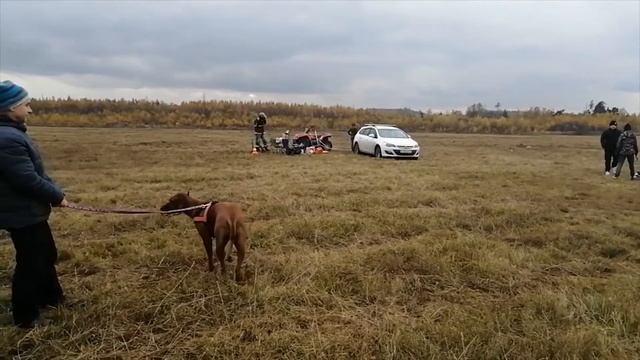 Родезийский Риджбек Боня Тренировка по курсингу. смотреть онлайн