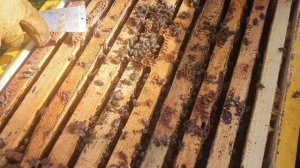 БЛАГОПОЛУЧНАЯ ЗИМОВКА ОТВОДКОВ, УСЛОВИЯ.