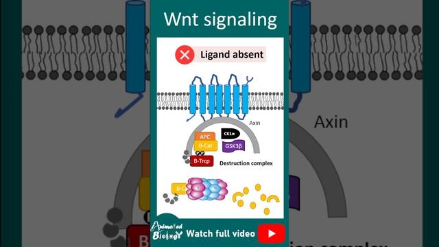 Wnt signaling pathway | 1 minute cell bio смотреть онлайн
