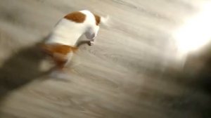 Приколы с Джек Расселом