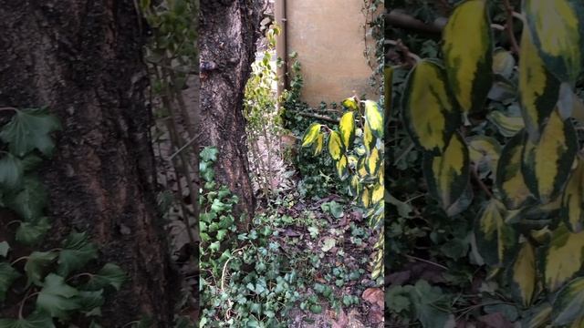 21 ФЕВРАЛЯ. ВЕЧНОЗЕЛЁНЫЕ В САДУ. Лох ( Элеагнус ) и плющи. #сад #цветники #плющ смотреть онлайн