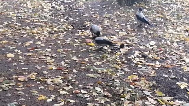 Осенние вороны и мясо / Crows in the fall. Breakfast смотреть онлайн