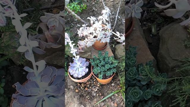 ОЧИТОК ВИДНЫЙ В КОНТЕЙНЕРНОЙ ПОСАДКЕ ТОЖЕ ХОРОШ. #клумбы #цветники #flowers смотреть онлайн