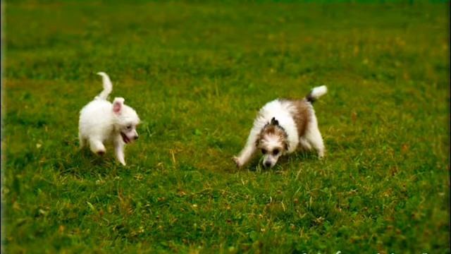 Первая прогулка смотреть онлайн