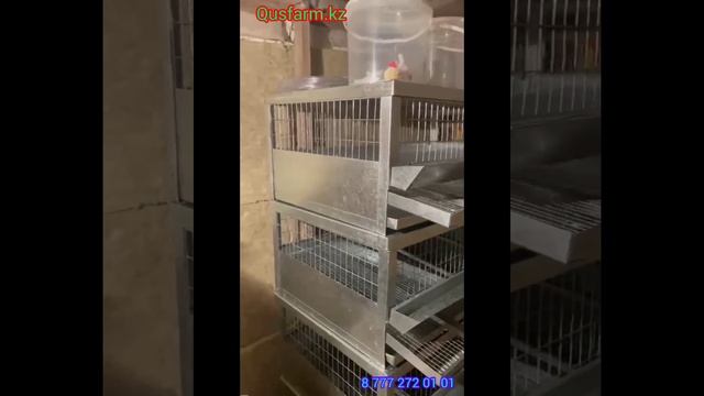 клетка бөдене для перепела клетка брудер смотреть онлайн