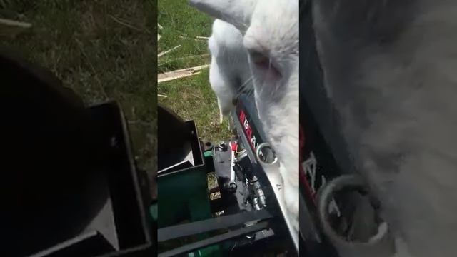 Напарник козëл смотреть онлайн