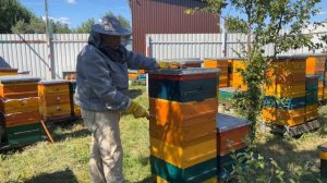 ЗАМЕНА МАТКИ НА НОВУЮ. ПЧЕЛЫ ВСЕ ДЕЛАЮТ САМИ.