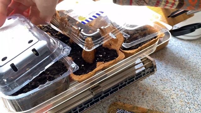 Keimdauer: Wie lange brauchen Chili und Paprika-Samen zum keimen? смотреть онлайн