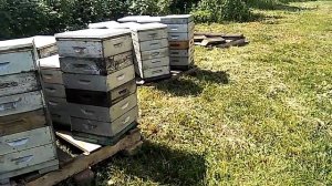 Поведение отводков в Альпийцах (отсутствие слётов) на зимовалую матку.