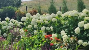 Живая изгородь из Strong Annabelle в нашем саду.