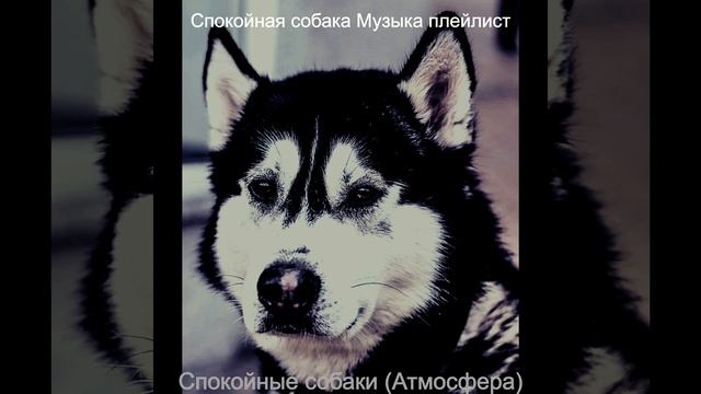 Впечатление (Собаки) смотреть онлайн