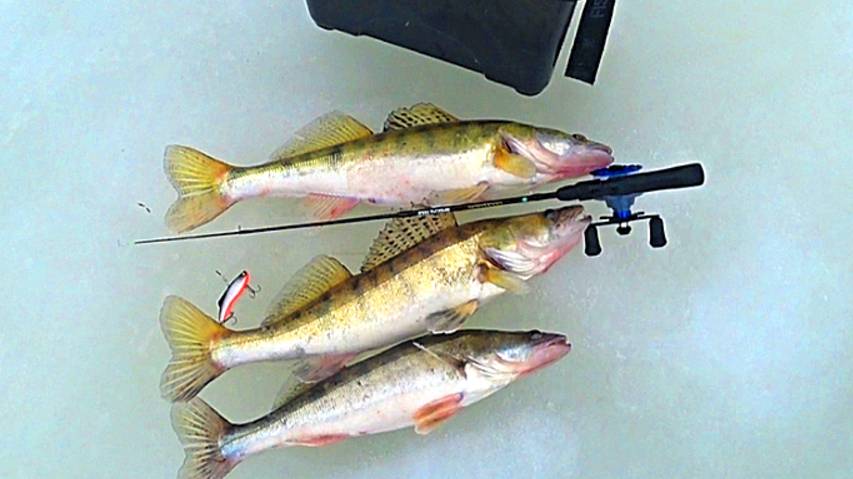 Первый лёд на Оке! Ловля СУДАКА на ВИБЫ ! Рыбалка на Оке! смотреть онлайн