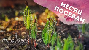 Черная ножка на сеянцах|Что делать? Обзор всходов хвойных спустя месяц