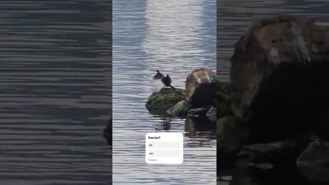 Баклан? ) смотреть онлайн