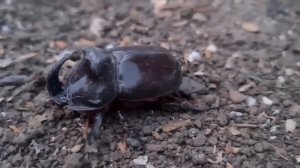 Продаю свою квартиру на юге и уезжаю. Варька. Огород. Носорог. REDVERG.